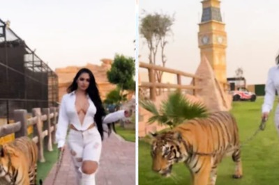 Watch: Social Media Influencer Takes Tiger On A Walk In Dubai