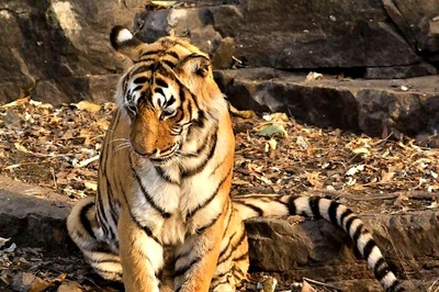 Human Life Matters, Says SC While Refusing to Stay Shoot at Sight Order For Man-Eating Tigress