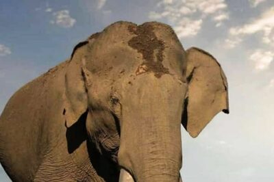 Elephant with Longest Tusks in Asia Breathes His Last; Bhogeshwara Fondly Remembered
