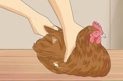How to Hypnotize a Chicken
