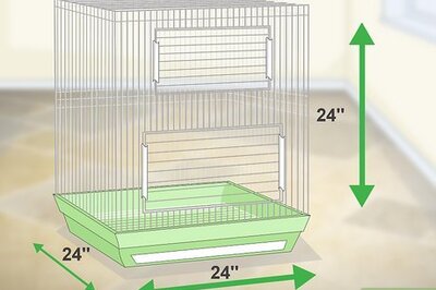 How to Set Up a Caique Parrot Habitat