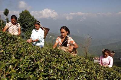 First Flush Darjeeling Tea Almost Lost due to Coronavirus Lockdown, Say Planters