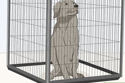 How to Eliminate Fleas from Your Home for Free