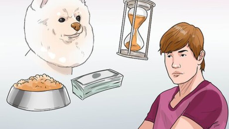How to Buy a Pomeranian