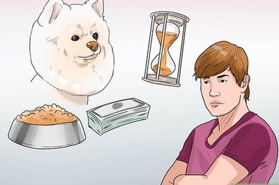How to Buy a Pomeranian