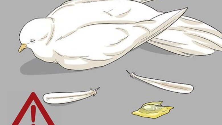 How to Treat Pneumonia in Doves