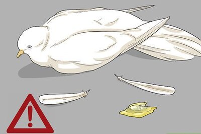 How to Treat Pneumonia in Doves