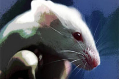 Scientists grow teeth from single cells