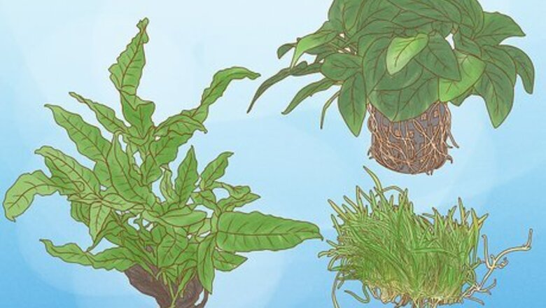 How to Grow Freshwater Aquarium Plants