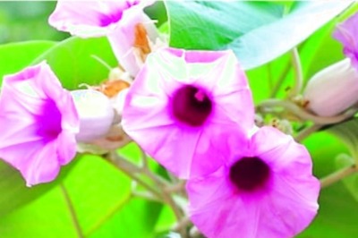 Soothing Nerves To Increasing Vitality, Health Benefits Of Medicinal Plant Vidhara