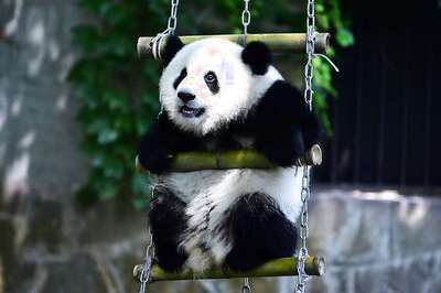 Ever Wanted to Name a Baby Giant Panda? A Japanese Zoo is Taking Suggestions; Apply Here