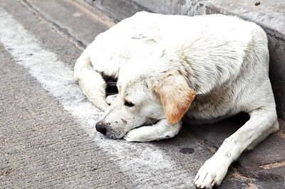 90-year-old Kerala Man Bitten by Stray Dogs, Succumbs
