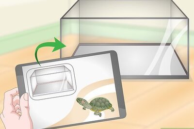 How to Take Care of Mini Pet Turtles