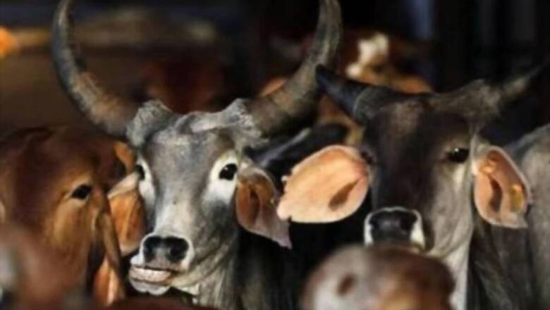 'Promoting Private Colleges, Quackery': Trinamool MP Sparks up Row by Mocking Cow Urine in Rajya Sabha