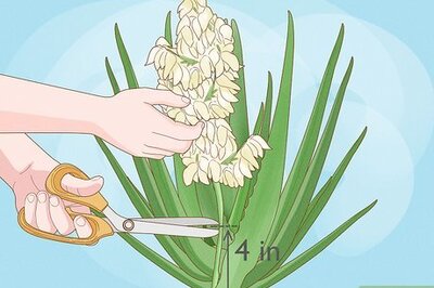 How to Prune Yucca Plants