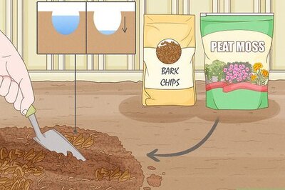 How to Grow Dwarf Pineapples