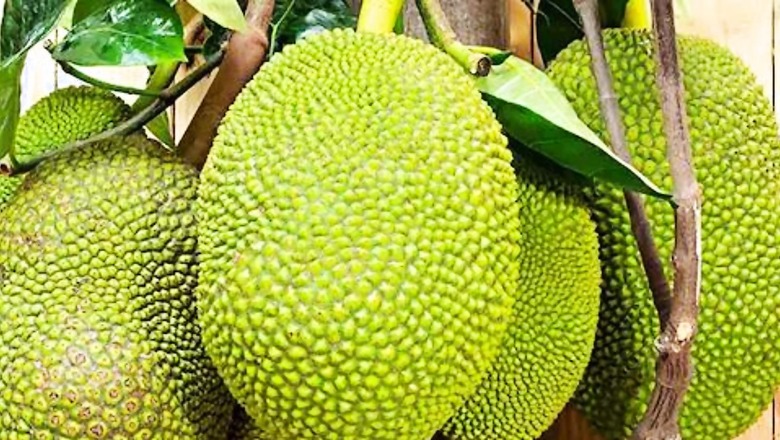 A Look At The Health Benefits Of Jackfruit