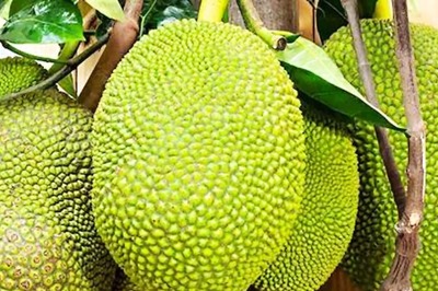 A Look At The Health Benefits Of Jackfruit