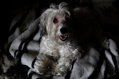 Dog Found Next to Body of Owner Who Died Weeks Earlier in Hungary