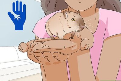 How to Buy a Gerbil