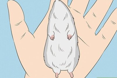 How to Determine the Sex of a Dwarf Hamster