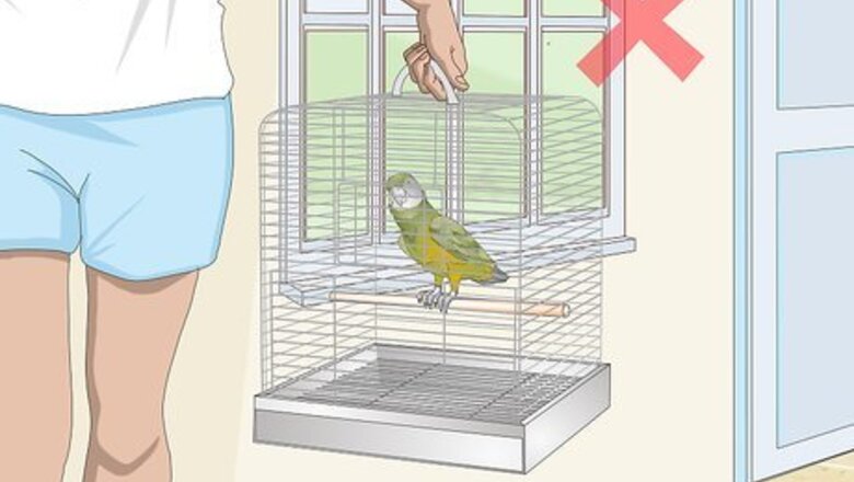 How to Deal with a Fearful or Stressed Senegal Parrot