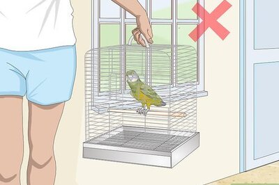How to Deal with a Fearful or Stressed Senegal Parrot