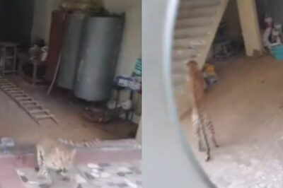 WATCH: Leopard Enters House In Gurugram Village; Forest Dept Launches Search Op