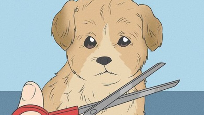 How to Groom a Morkie Dog