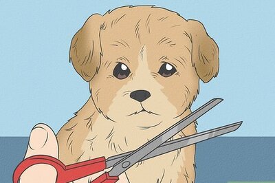 How to Groom a Morkie Dog