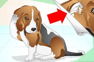 How to Treat Dog Ear Infections
