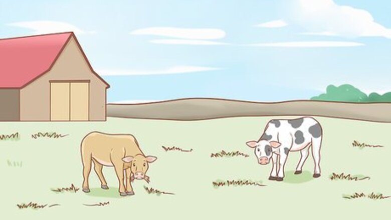 How to Care for Cattle
