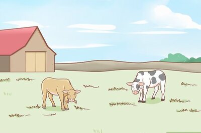How to Care for Cattle