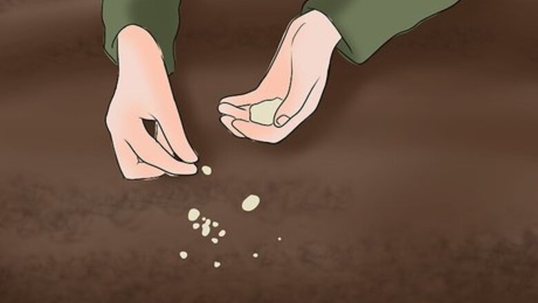 How to Hunt Blackbirds