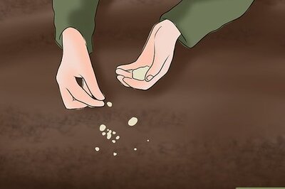 How to Hunt Blackbirds