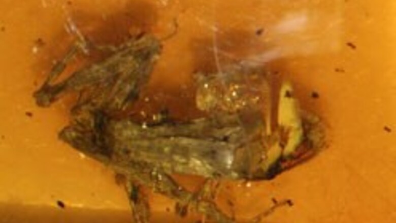 Frog intact after 25 million years!