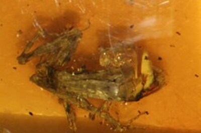 Frog intact after 25 million years!