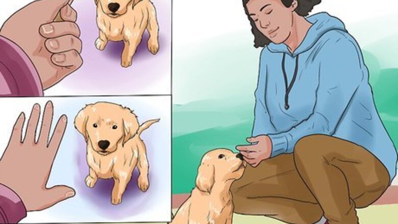 How to Train a Golden Retriever Puppy