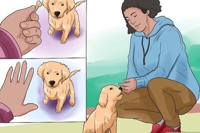 How to Train a Golden Retriever Puppy