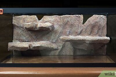 How to Create a Habitat for a Leopard Gecko
