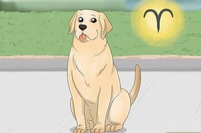 The 12 Zodiac Signs as Dog Breeds: Which Is Your Perfect Match?