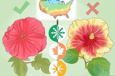 How to Grow Hibiscus Outdoors