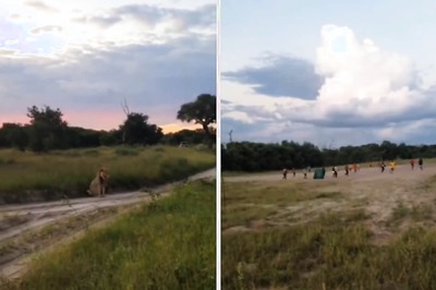 When The Lion Turned Spectator For A Football Match