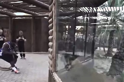 Watch: Man And Tiger Battle It Out In Epic Tug Of War Game