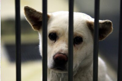 Texas Man Hangs Puppy from Tree 'Out of Boredom', Posts Video on Facebook