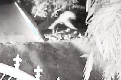 Watch: Heart-Stopping Moment As Leopard Walks Infront Of Bike In Meerut