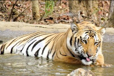 Ranthambhore Tiger That Had Made Kota Forest its 2nd Home Found Dead: Officials