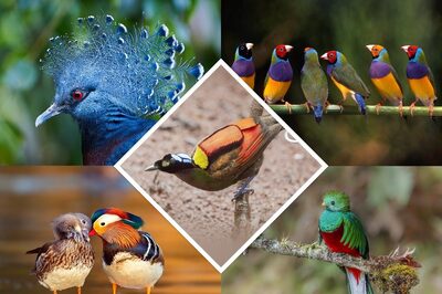 National Birds Day 2024: History, Fun Facts, and Stunning Photos!