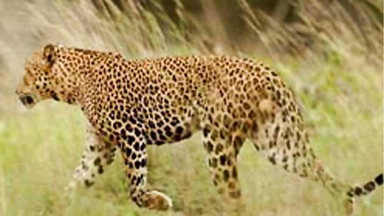 Another leopard spotted in UP, this time in Saharanpur