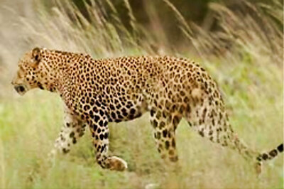 Another leopard spotted in UP, this time in Saharanpur